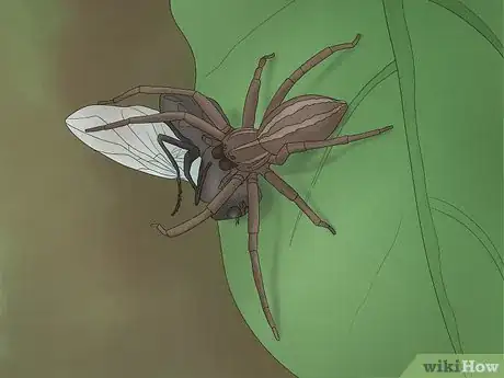 Imagen titulada Identify a Nursery Web Spider Step 7