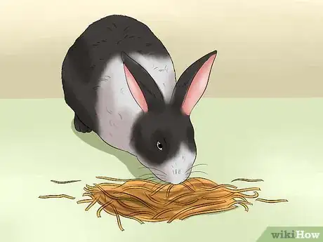 Imagen titulada Feed a House Rabbit Step 1