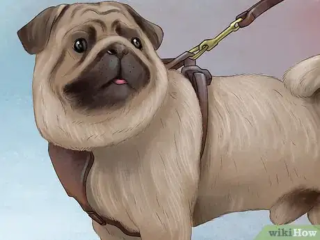 Imagen titulada Care for a Pug Step 12