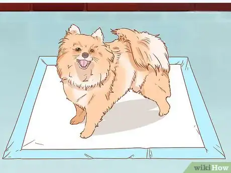 Imagen titulada Take Care of a Pomeranian Step 3