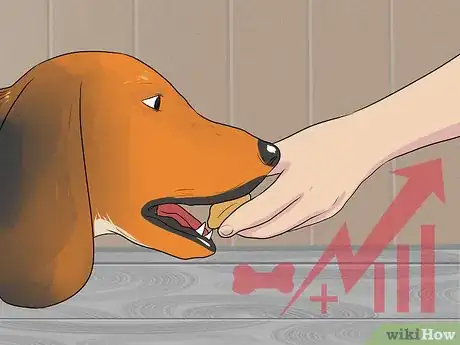 Imagen titulada Feed a Pregnant Dog Shortly Before Labor Step 7