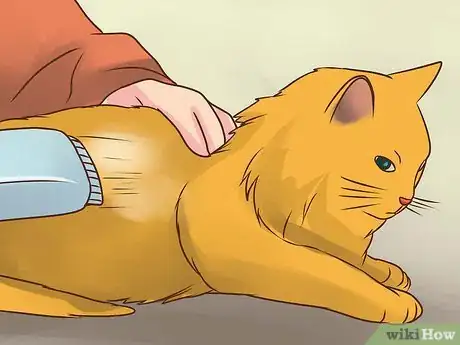 Imagen titulada Treat Lice in Cats Step 10