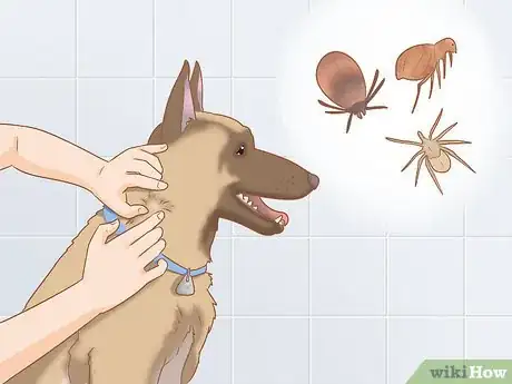 Imagen titulada Care for a Belgian Malinois Step 16
