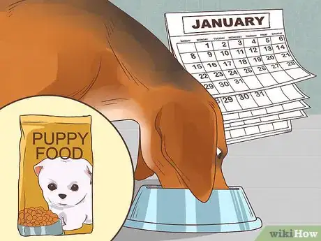 Imagen titulada Feed a Pregnant Dog Shortly Before Labor Step 5