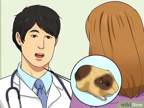 Imagen titulada Help a Constipated Guinea Pig Step 13
