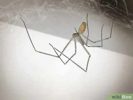 Imagen titulada Identify the Most Common North American Spider Species Step 11