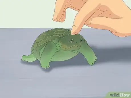 Imagen titulada Pet a Turtle Step 3
