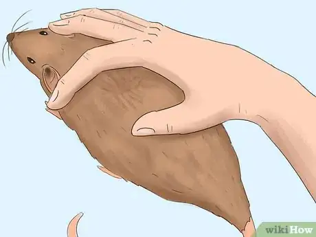 Imagen titulada Get Rid of Tropical Rat Mites on Pet Rats Step 1
