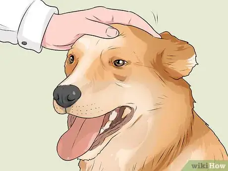 Imagen titulada Get Your Dog to Pee on Command Step 8