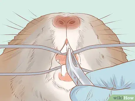 Imagen titulada Spot Signs of Illness in Chinchillas Step 8