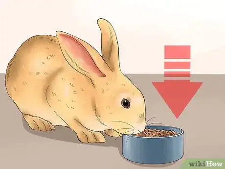Imagen titulada Feed a House Rabbit Step 7