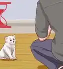 calmar a un gato enojado