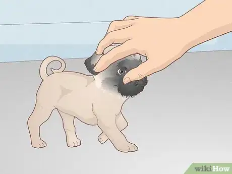 Imagen titulada Buy a Pug Puppy Step 9