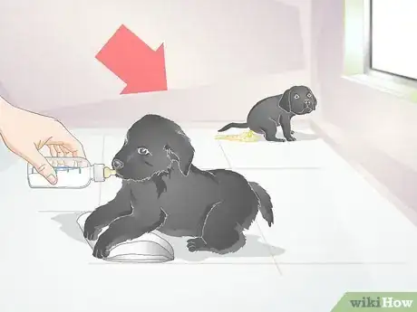 Imagen titulada Keep Newborn Puppies Warm and Clean Step 8