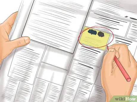 Imagen titulada Choose a Pet Guinea Pig Step 3