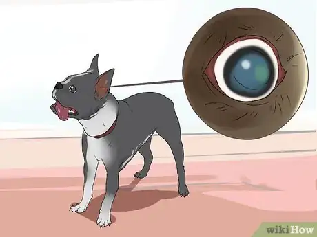 Imagen titulada Treat Eye Problems in Boston Terriers Step 1