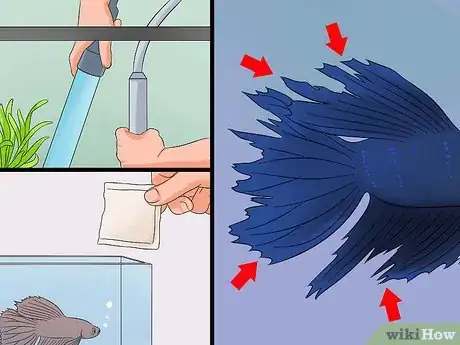 Imagen titulada Save a Dying Betta Fish Step 6