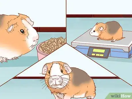 Imagen titulada Help Your Guinea Pig Adjust to You Step 4