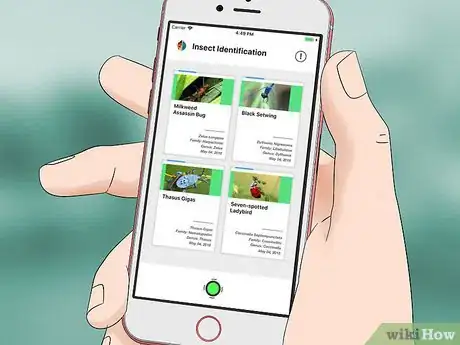 Imagen titulada Identify an Insect Step 8