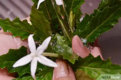 Imagen titulada Preserve Herbs Step 11