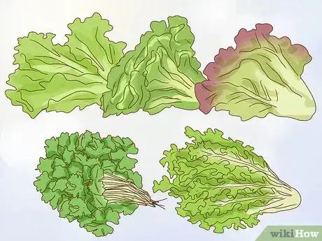 Imagen titulada Help Your Guinea Pig Live a Long Life Step 4