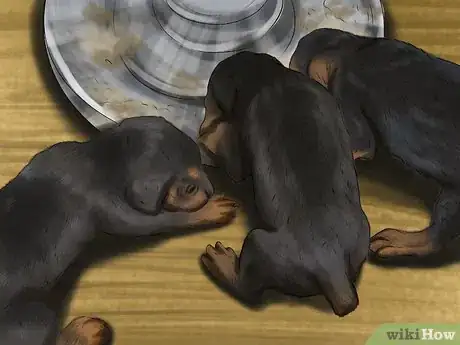 Imagen titulada Check the Weight of Newborn Puppies Step 3