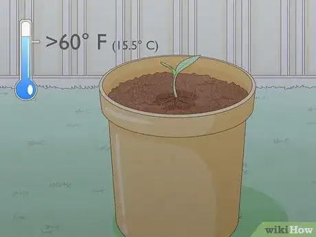Imagen titulada Grow Bell Peppers Step 6