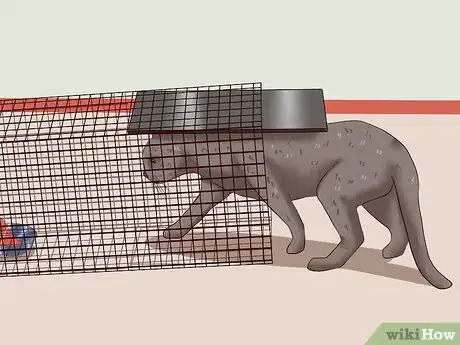 Imagen titulada Catch a Cat Step 14