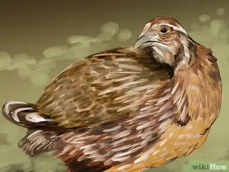 Imagen titulada Raise Quail Step 10