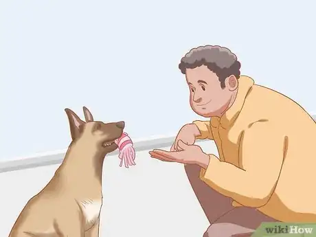 Imagen titulada Care for a Belgian Malinois Step 10