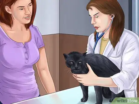 Imagen titulada Diagnose and Treat Dislocated Joints in Cats Step 6