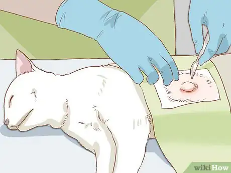 Imagen titulada Diagnose and Treat Hernias in Cats Step 9