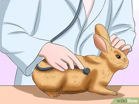 Imagen titulada Care For an Elderly Rabbit Step 16