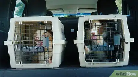 Imagen titulada Two cages with puppies in the trunk of a car dog d J2FM6KY.00_00_00_00.Still002