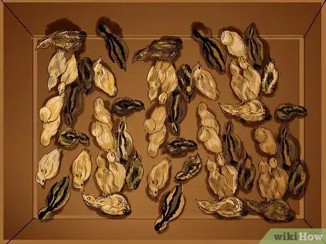 Imagen titulada Raise Quail Step 16