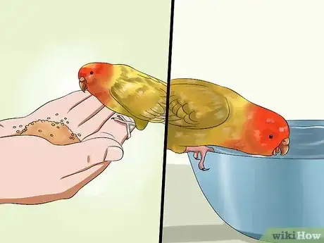 Imagen titulada Train Your Budgie Step 2