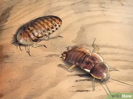 Imagen titulada Breed Feeder Roaches Step 1