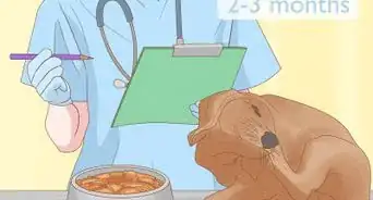 diagnosticar y tratar los problemas de picazón de tu perro