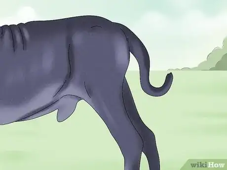 Imagen titulada Identify a Neapolitan Mastiff Step 7