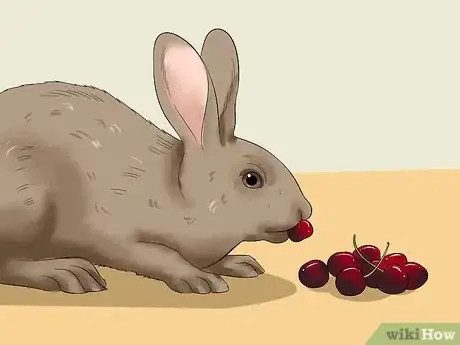 Imagen titulada Feed a House Rabbit Step 9