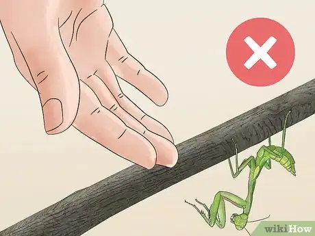 Imagen titulada Take Care of a Praying Mantis Step 17