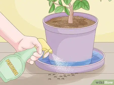 Imagen titulada Grow an Orange Tree Step 20