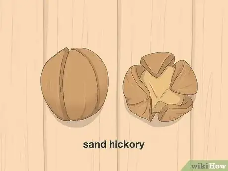 Imagen titulada Identify Hickory Nuts Step 13
