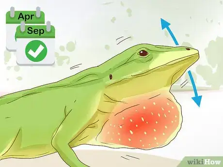 Imagen titulada Determine the Sex of a Green Anole Step 6
