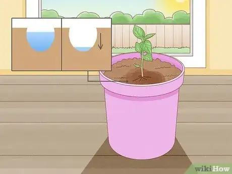 Imagen titulada Grow Bell Peppers Step 8