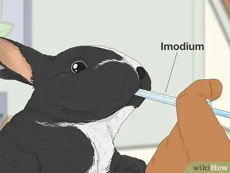 Imagen titulada Treat Diarrhea in Rabbits Step 6