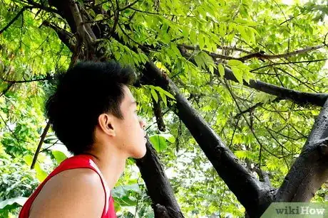 Imagen titulada Listen to Trees Communicate Step 2