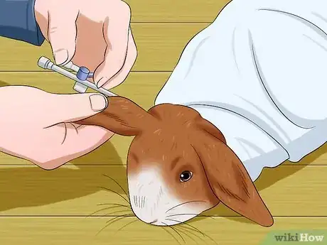 Imagen titulada Stop a Rabbit from Sneezing Step 7