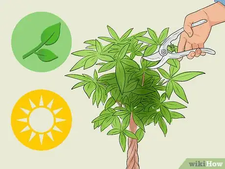Imagen titulada Care for a Money Tree Step 11