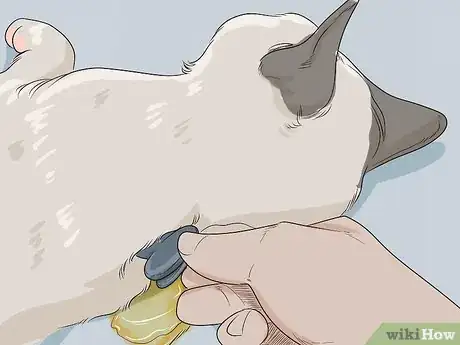 Imagen titulada Get Motor Oil Off a Cat Step 4